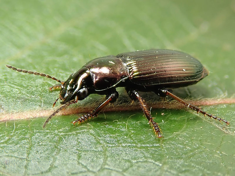 Carabidae : Harpalus?  S. Harpalus distinguendus